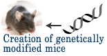Creation of genetically modified mice