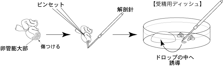 マウス生殖工学マニュアル